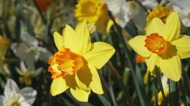 Çiçek açan sarı nergis çiçekleri bahçede usulca dolaşıyorlar, yakın plan, çiçek arkaplanı.
