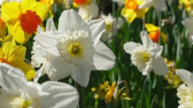 Bahçedeki sarı narsislerin arasında açan beyaz nergis çiçeği, yavaşça güneş ışığında sallanıyor.