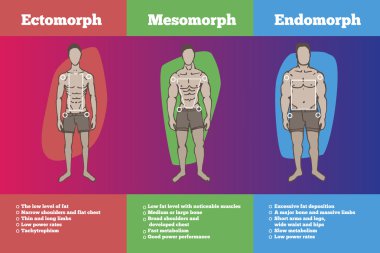 erkek vücut somatotypes