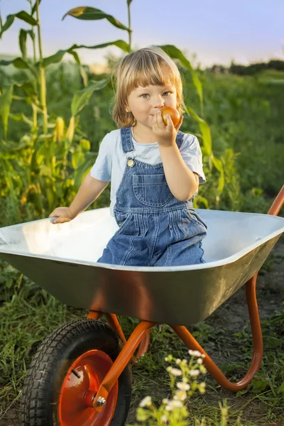 Garçon heureux avec un jardin de tomates dans une brouette — Photo