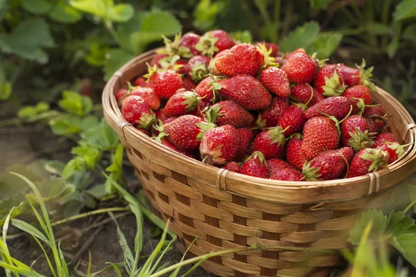 Korb mit Beeren im Gras — Stockfoto