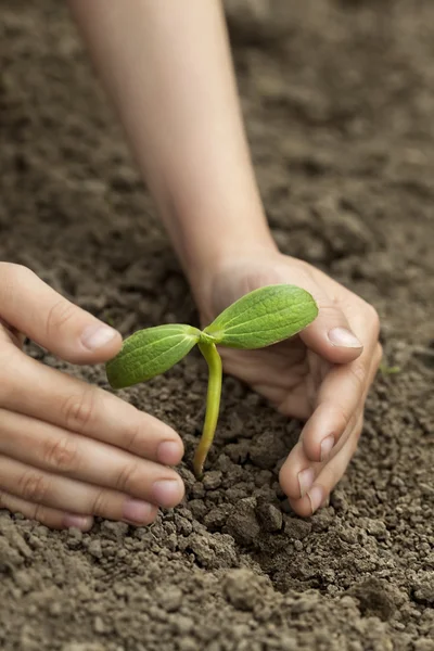 Green Sprout and Children Hands — Stock Photo, Image
