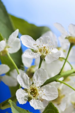gökyüzü arka plan bahar çiçek