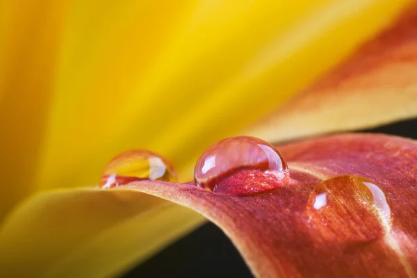 Water drops on lily flower — Stock Photo, Image