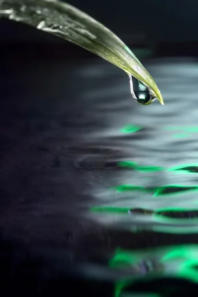 Grünes Blatt im Wasser mit Tropfen — Stockfoto