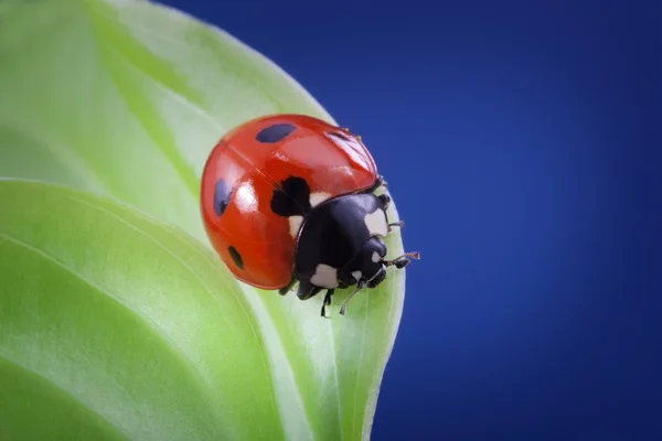Roter Marienkäfer auf Blatt — Stockfoto