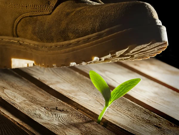 Grova stövlar krossa ömtålig planta — Stockfoto