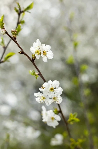 Printemps fleur sur ciel beckground — Photo