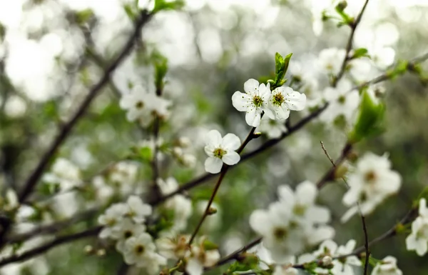 Printemps fleur sur ciel beckground — Photo