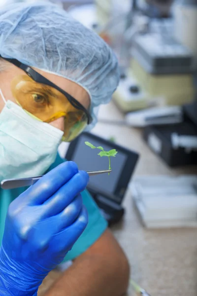 Científico que sostiene la planta enferma (foco en planta ) — Foto de Stock