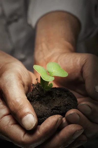 Green Sprout in senior man hand — Stock Photo, Image