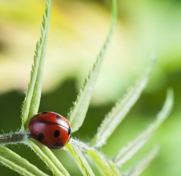 Coccinella su foglia verde aneto — Foto Stock