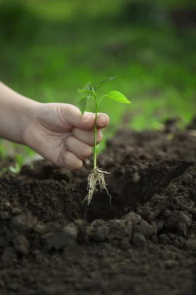 Groene spruit en kinderen handen — Stockfoto