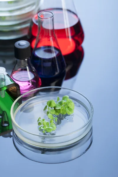 Tubo de ensaio retotr e broto verde em laboratório — Fotografia de Stock