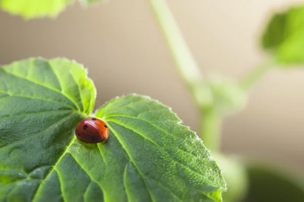 The ladybug on leaf — Stock Photo, Image