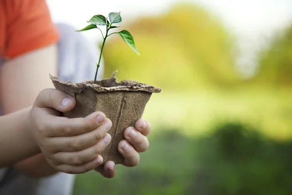 Green Sprout and Children Hands — Stock Photo, Image