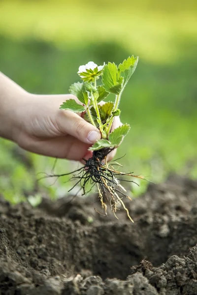 Green Sprout and Children Hands — Stock Photo, Image