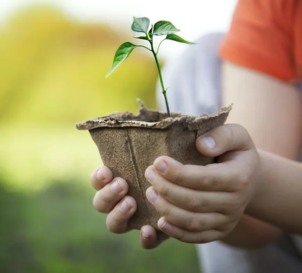 Grünsprieß und Kinderhände — Stockfoto