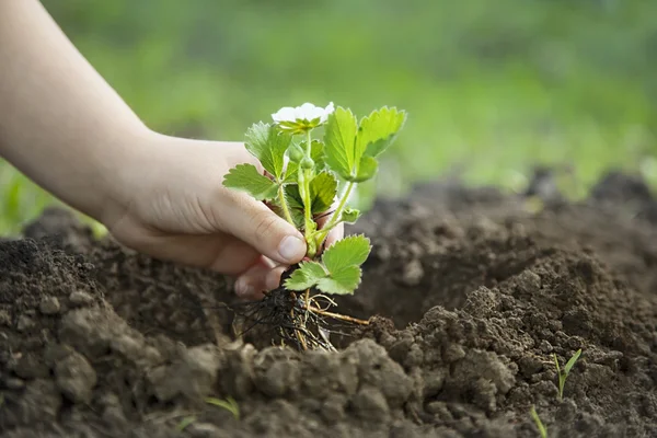 Groene spruit en kinderen handen — Stockfoto