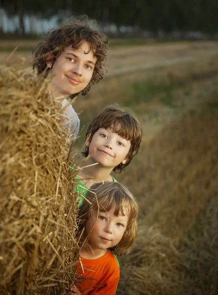 3 мальчика в стоге сена в поле — стоковое фото