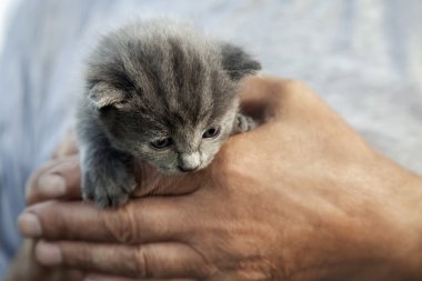 Ben kedicik dumanlı bir renk ve bir yaşlı adamın elinde mavi gözleri ile