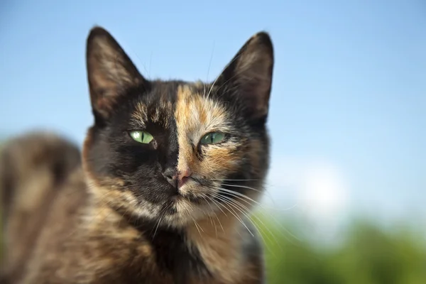 Kat katje met ongebruikelijke kleur halve gezichten op aard op achtergrond — Stockfoto