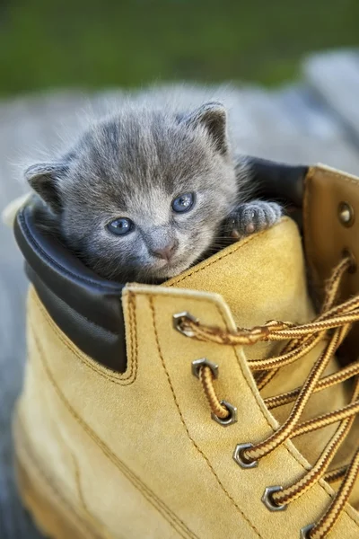 Gatito con color ahumado y ojos azules en la bota, en la naturaleza — Foto de Stock