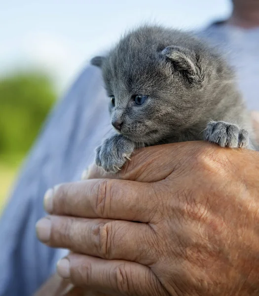 Kitten with a smoky color and blue eyes in hands of an old man i — Stock Photo, Image