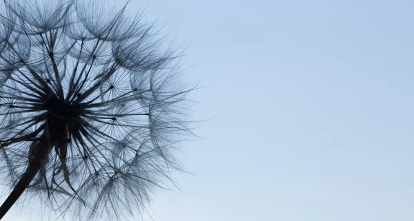 Dandelion silhueta flor fofa no céu azul por do sol — Fotografia de Stock