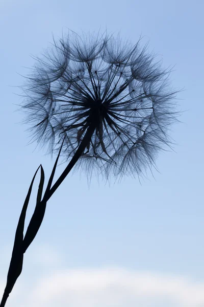 Pissenlit silhouette fleur duveteuse sur ciel bleu coucher de soleil — Photo
