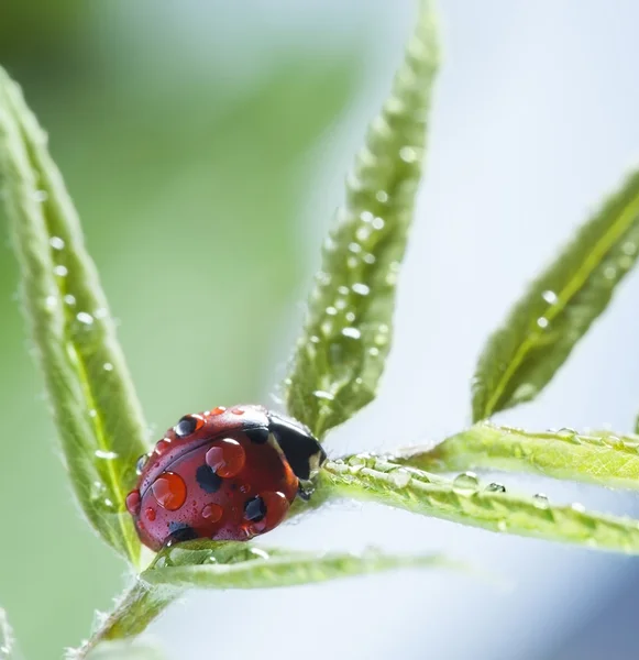 Ladybug with water drop green leaf Stock Photo