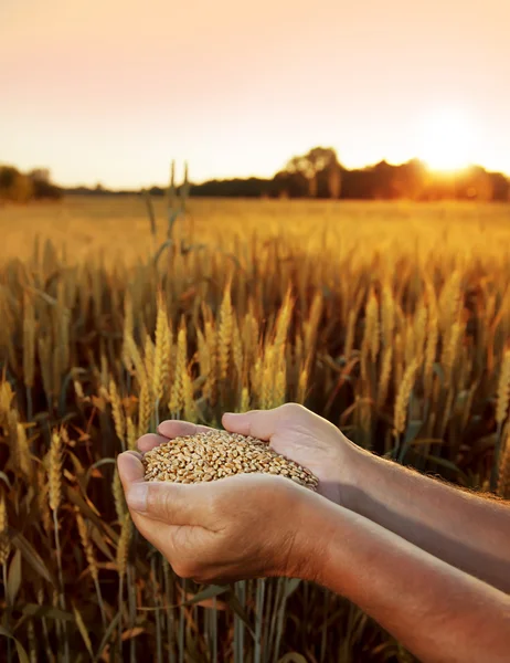 Wheat in the hands of men on the background field — Stock Photo, Image