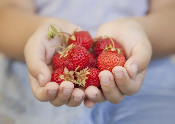 Eine Handvoll Erdbeeren in den Händen eines Jungen — Stockfoto