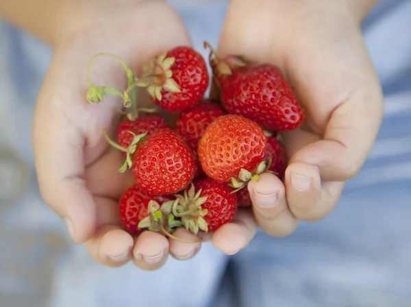 Poignée de fraises dans les mains du garçon — Photo