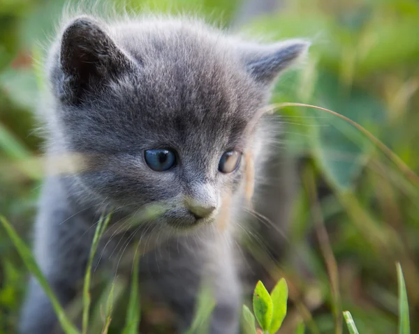 Hiding little smoky blue cat in green summer grass — Stock Photo, Image