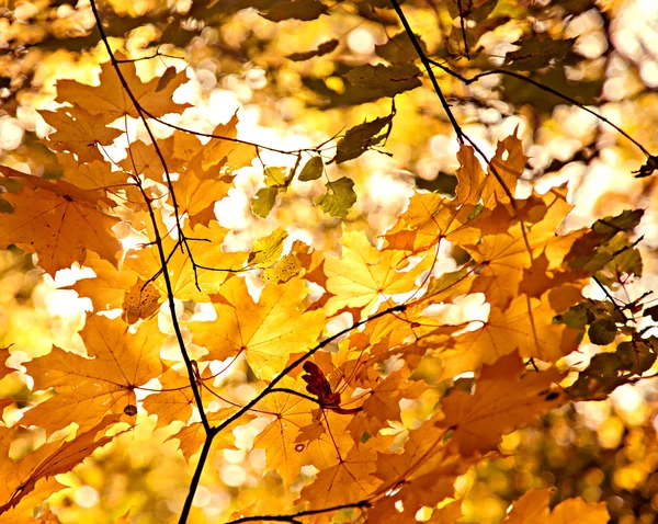 Hojas secas de otoño en día soleado en el bosque — Foto de Stock