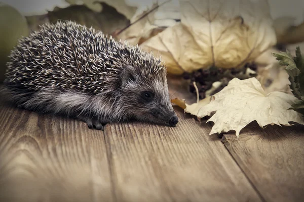 Young hedgehog in autumn leaves — Stock Photo, Image