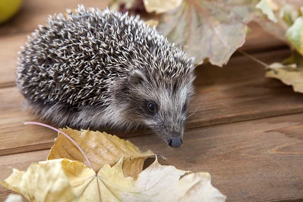 Young hedgehog in autumn leaves — Stock Photo, Image