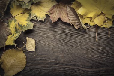 sonbahar yaprak çerçeve için kelime ve INsc ağacıyla üzerinde gizli