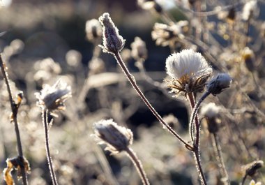 Detay Don ve pasını r ışınları ile sonbahar dallar