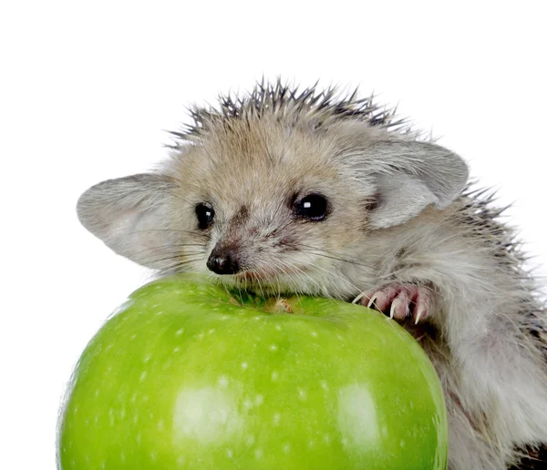 Lilla igelkott och green apple — Stockfoto