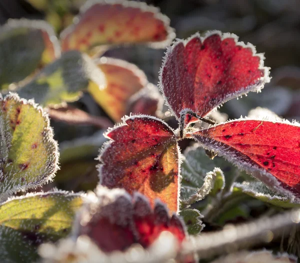 Ramas de otoño con escarcha y telarañas en los rayos de la r — Foto de Stock