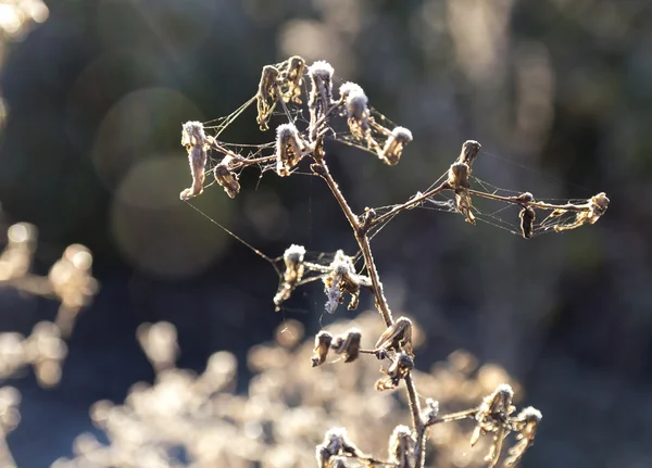 Herfst takken met hoar vorst en spinnenwebben in de stralen van de r — Stockfoto