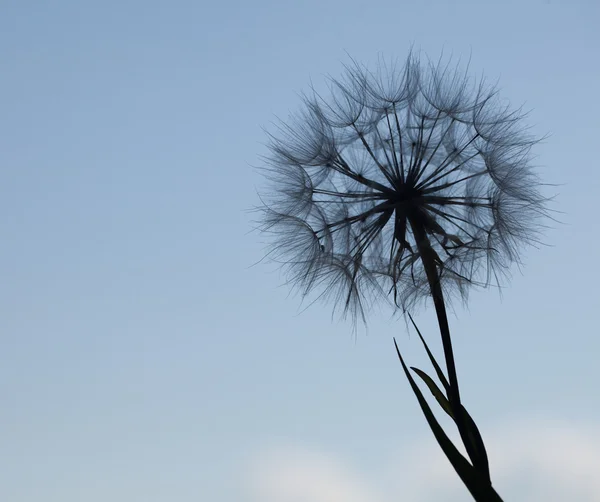 Pissenlit silhouette fleur duveteuse sur ciel bleu coucher de soleil — Photo