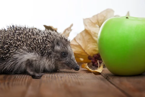 Jeune hérisson et pomme en feuilles d'automne sur le sol en bois — Photo