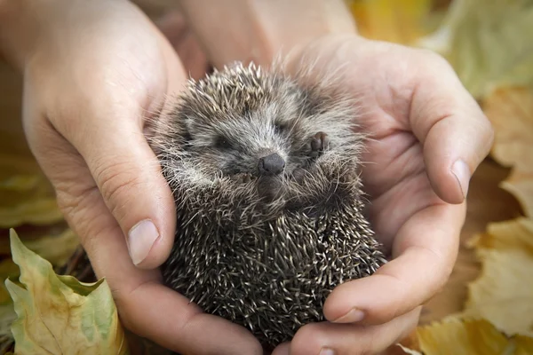Charming hedgehog in male hands on a background of autumn leaves — Stock Photo, Image