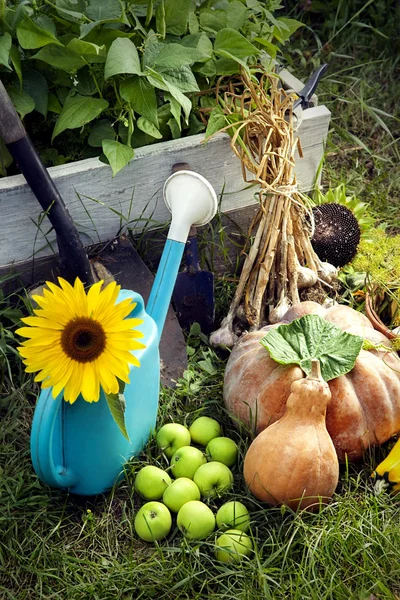 Riche récolte dans le jardin des hauts lits et des outils de jardin (Pu — Photo