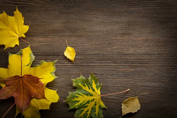 Autunno classificato sull'albero con cornice foglia per parole e insc — Foto Stock