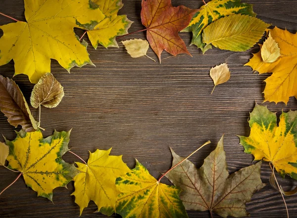 Sonbahar yaprak çerçeve için kelime ve INsc ağacıyla üzerinde gizli — Stok fotoğraf