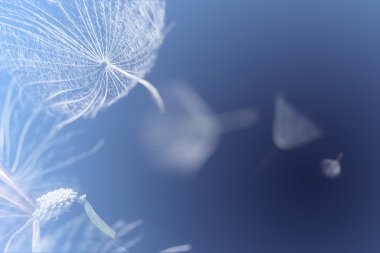 Mavi arka planda uçan karahindiba tohumları